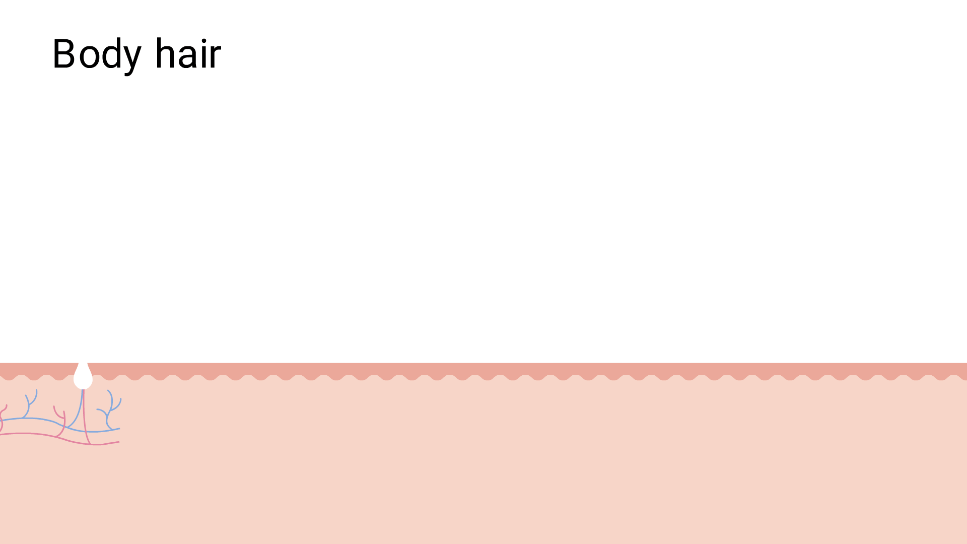 Hair follicles on the body growing longer and thicker over time in regions like the chest and back.